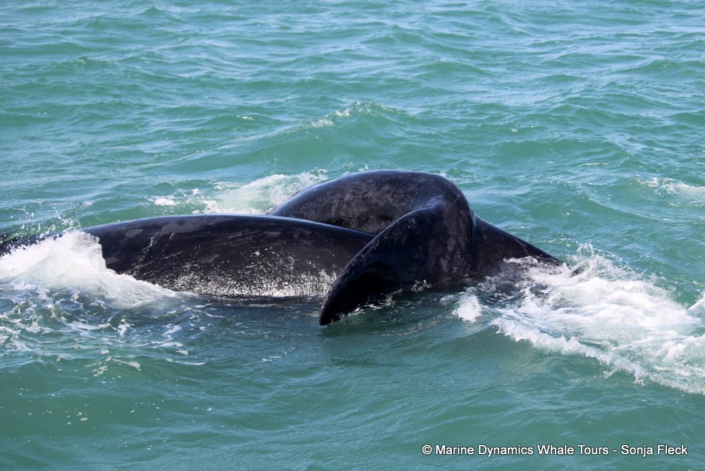 Southern right whale, whale watching, gansbaai, south africa,