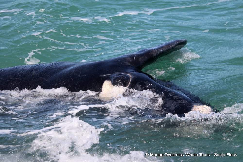 Southern right whale, whale watching, gansbaai, south africa,