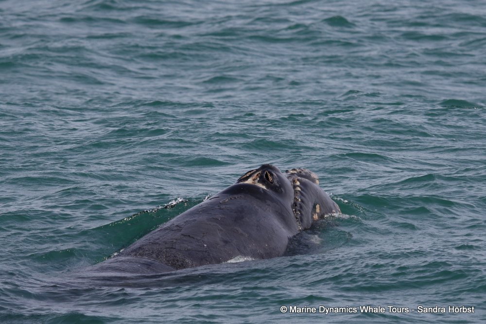 Southern right whale, whale watching, gansbaai, south africa,