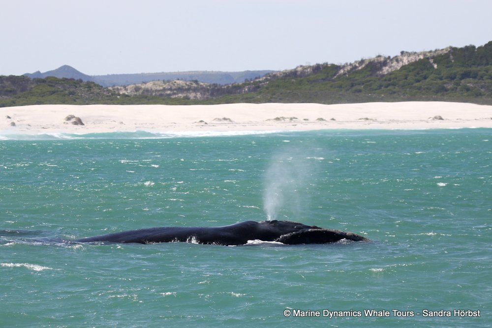 Marine Big 5 Daily Blog 19 September