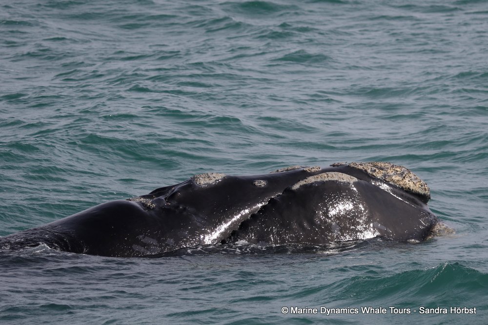 Southern right whale, whale watching, gansbaai, south africa,