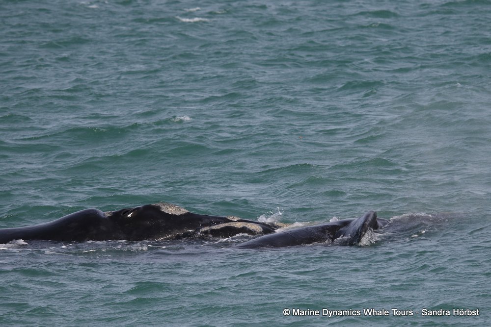 Southern right whale, whale watching, gansbaai, south africa,
