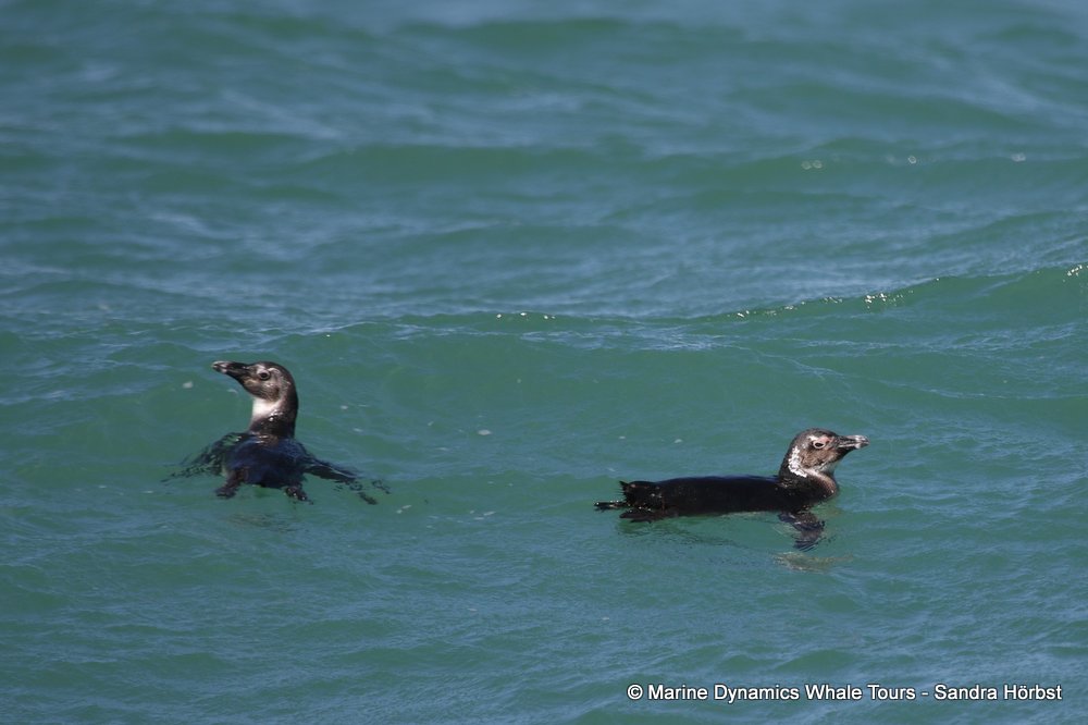 penguins, whale watching, gansbaai, south africa,