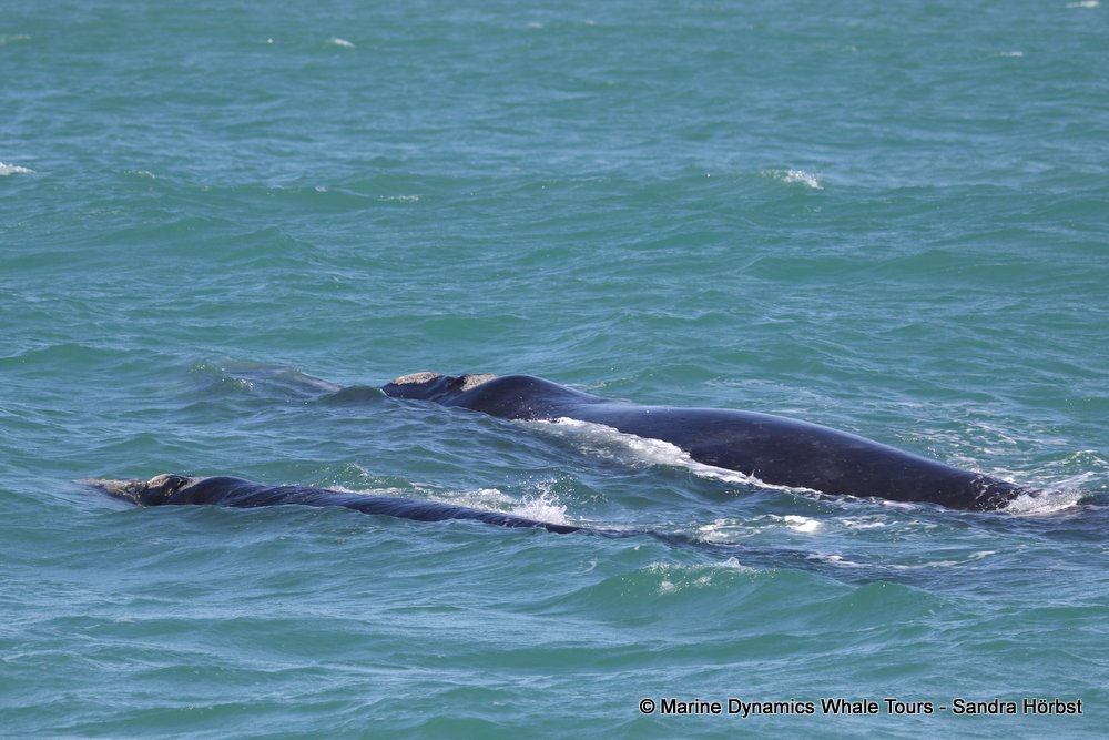 Southern right whale, whale watching, gansbaai, south africa,