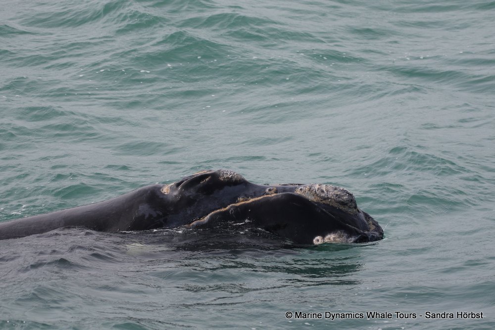 Southern right whale, whale watching, gansbaai, south africa,