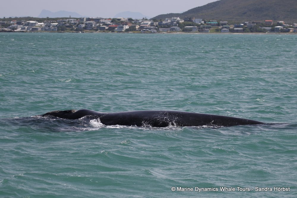 Southern right whale, whale watching, gansbaai, south africa,