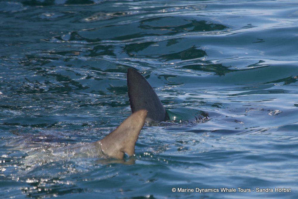 bronze whaler shark, whale watching, gansbaai, south africa,
