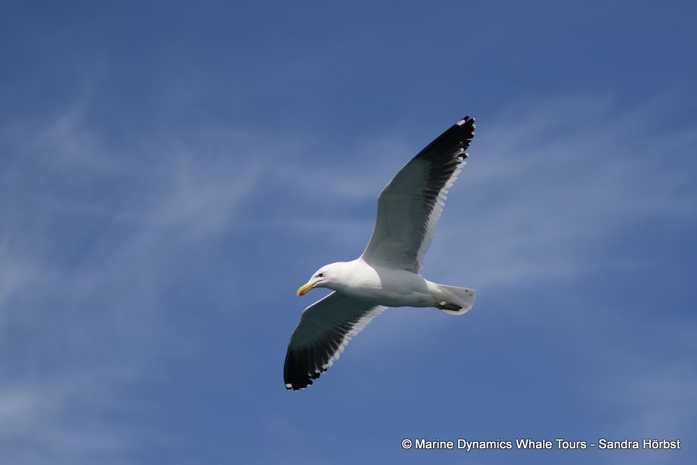 Kelp Gull, whale watching, gansbaai, south africa,