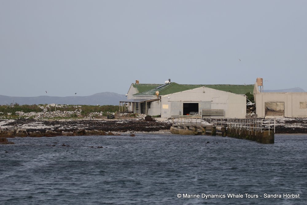 dyer island, whale watching, gansbaai, south africa,