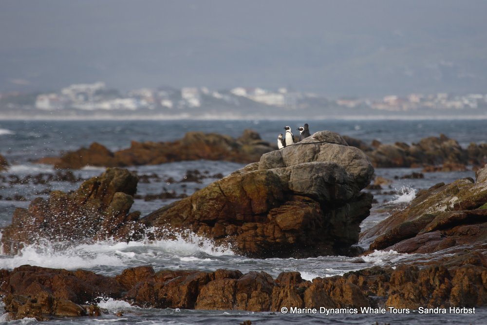 penguins, whale watching, gansbaai, south africa,