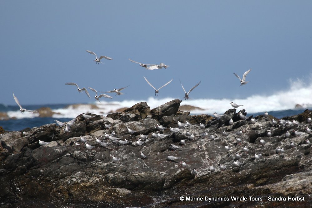 tern whale watching, gansbaai, south africa,
