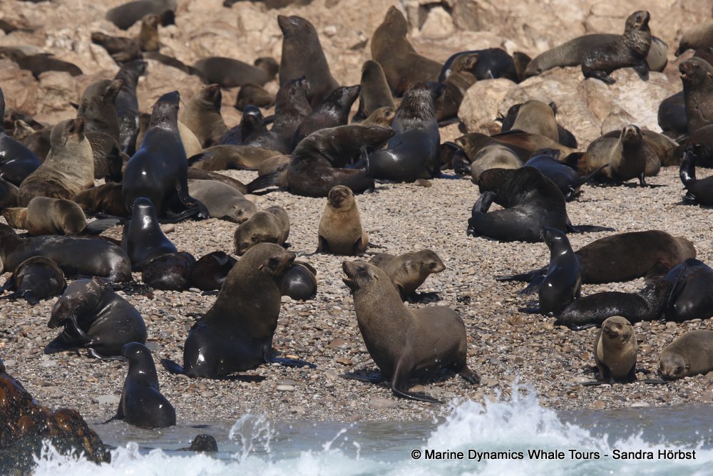 cape fur seal, whale watching, gansbaai, south africa