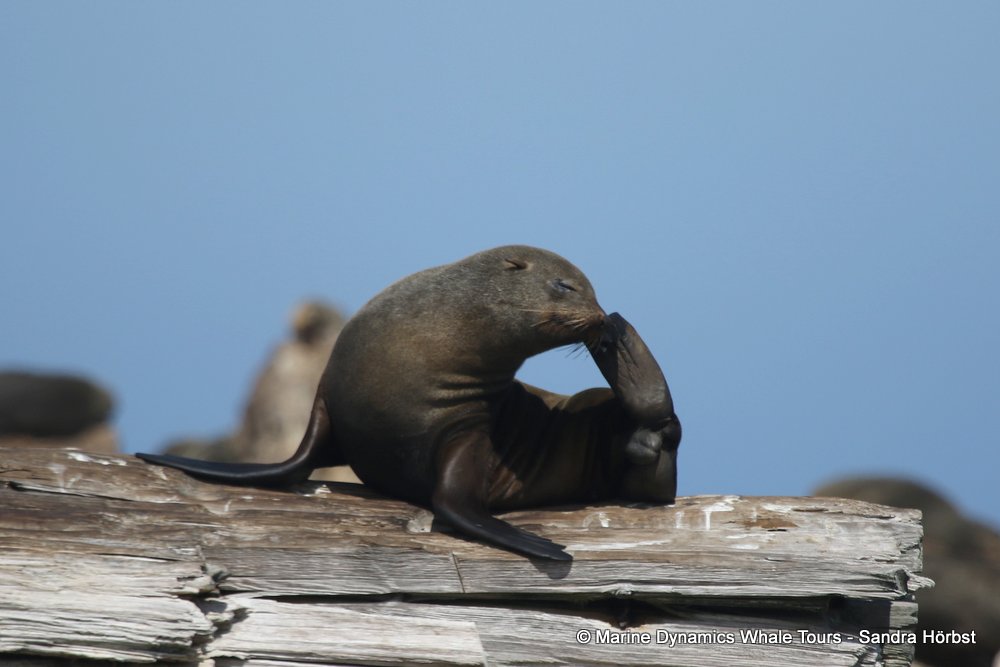 cape fur seal, whale watching, gansbaai, south africa