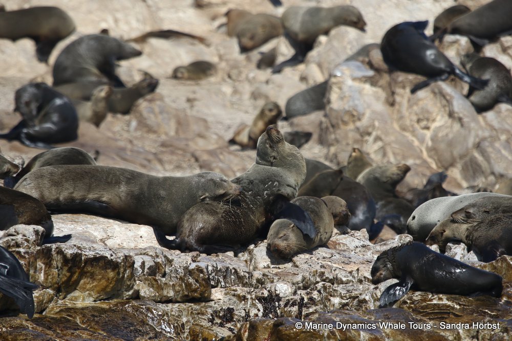 cape fur seal, whale watching, gansbaai, south africa