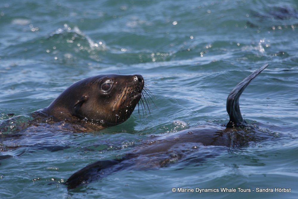cape fur seal, whale watching, gansbaai, south africa