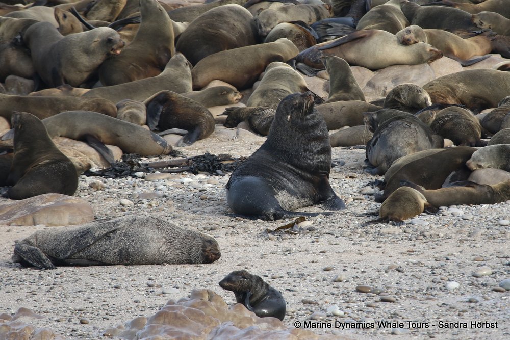 cape fur seal, whale watching, gansbaai, south africa