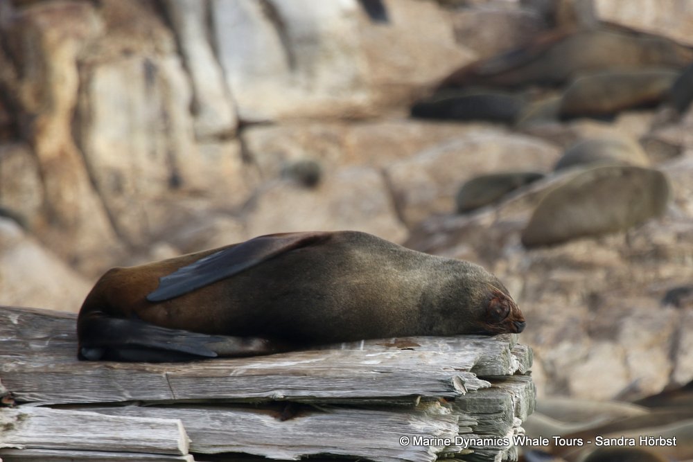 cape fur seal, whale watching, gansbaai, south africa