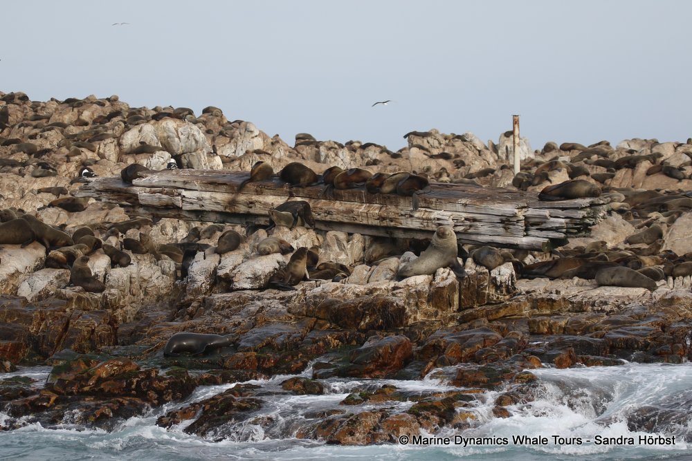 cape fur seal colony, whale watching, gansbaai, south africa,