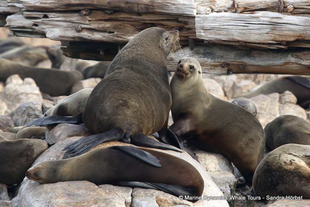 cape fur seal, whale watching, gansbaai, south africa