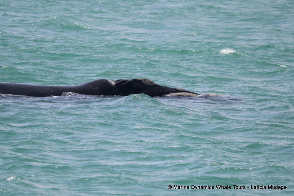 Southern right whale, whale watching, gansbaai, south africa,