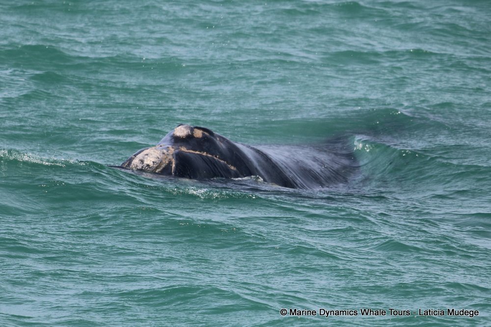 Southern right whale, whale watching, gansbaai, south africa,