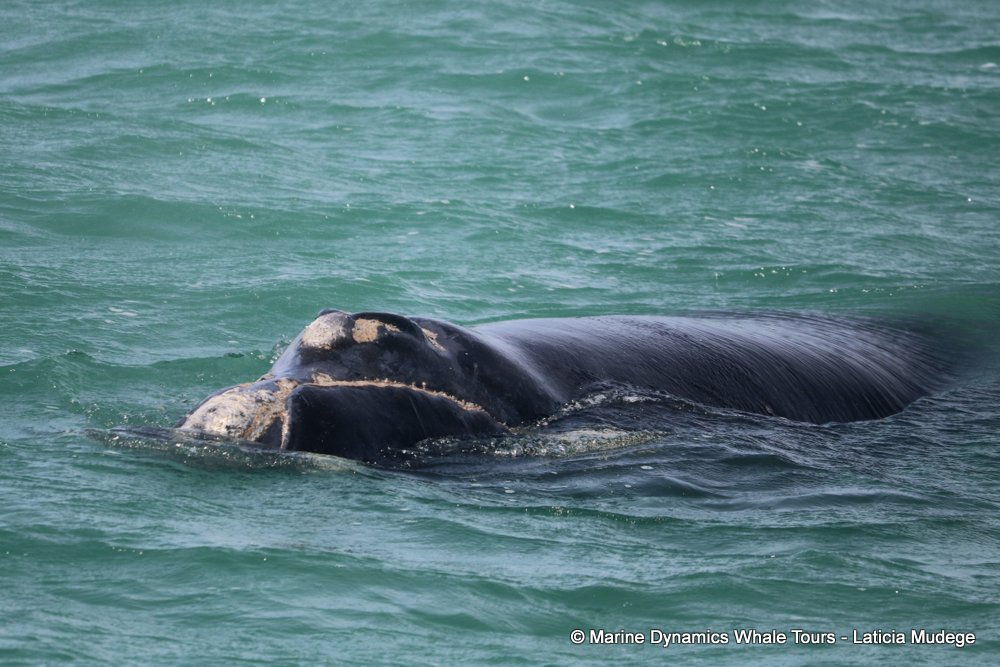 Southern right whale, whale watching, gansbaai, south africa,
