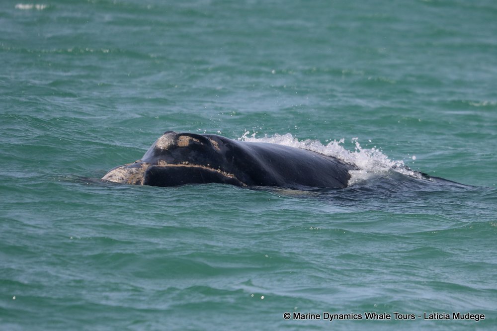 Southern right whale, whale watching, gansbaai, south africa,