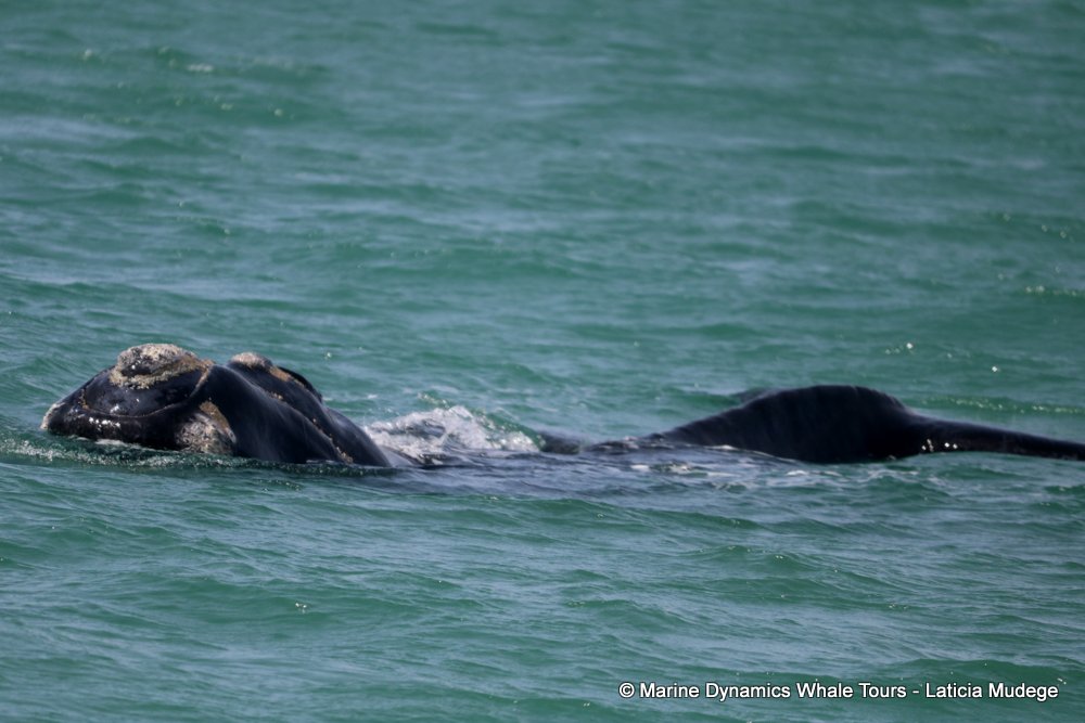 Southern right whale, whale watching, gansbaai, south africa,