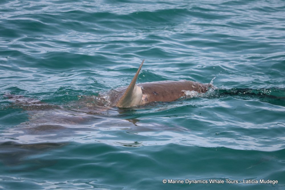 bronze whaler shark, whale watching, gansbaai, south africa,
