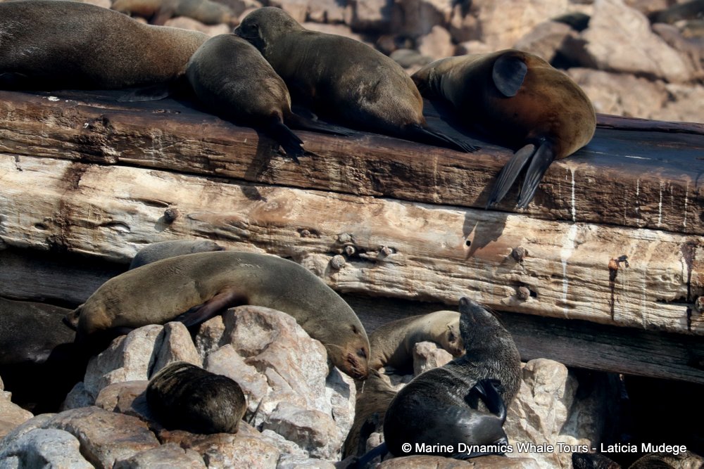 cape fur seal, whale watching, gansbaai, south africa