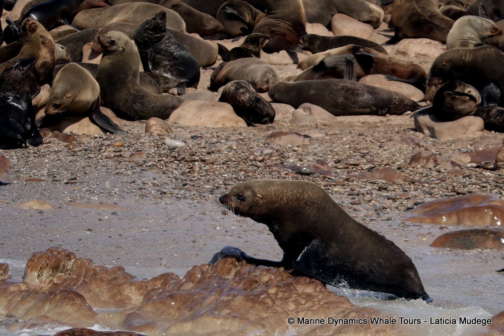 cape fur seal, whale watching, gansbaai, south africa