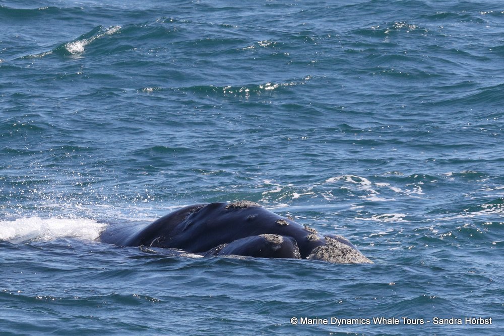 Southern right whale, whale watching, gansbaai, south africa,