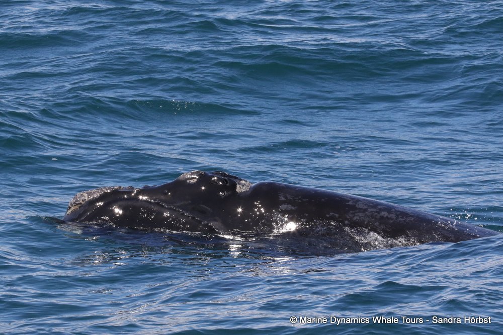 Southern right whale, whale watching, gansbaai, south africa,