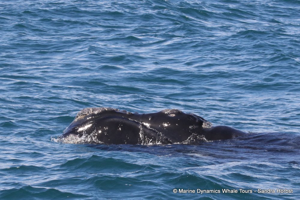 Southern right whale, whale watching, gansbaai, south africa,