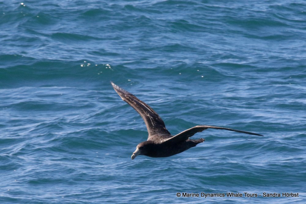 petrel, whale watching, gansbaai, south africa