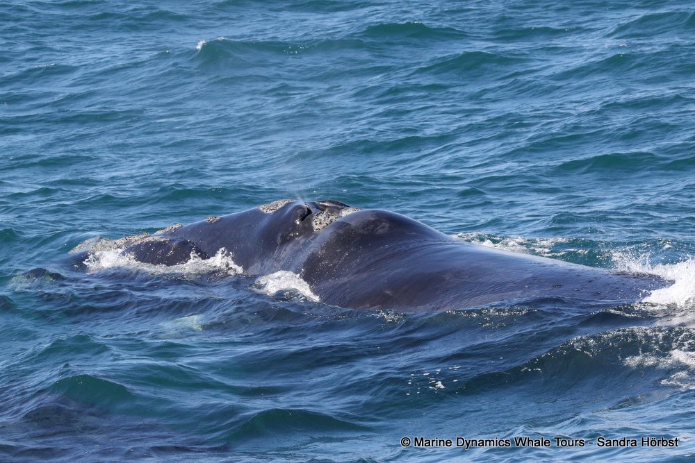 Southern right whale, whale watching, gansbaai, south africa,