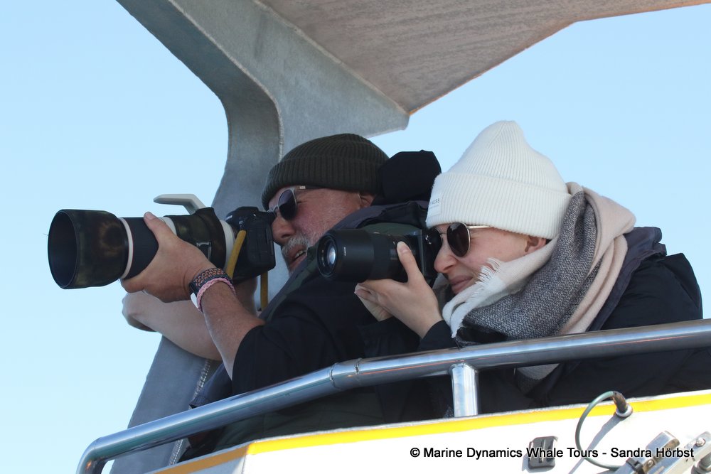 people, whale watching, gansbaai, south africa