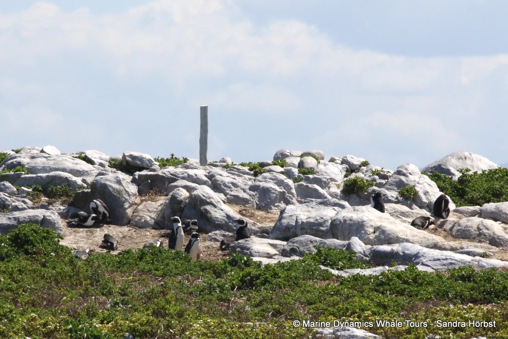 penguins, whale watching, gansbaai, south africa,