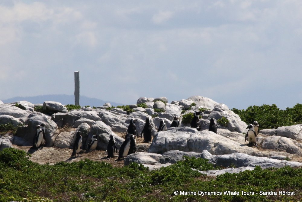 penguins, whale watching, gansbaai, south africa,