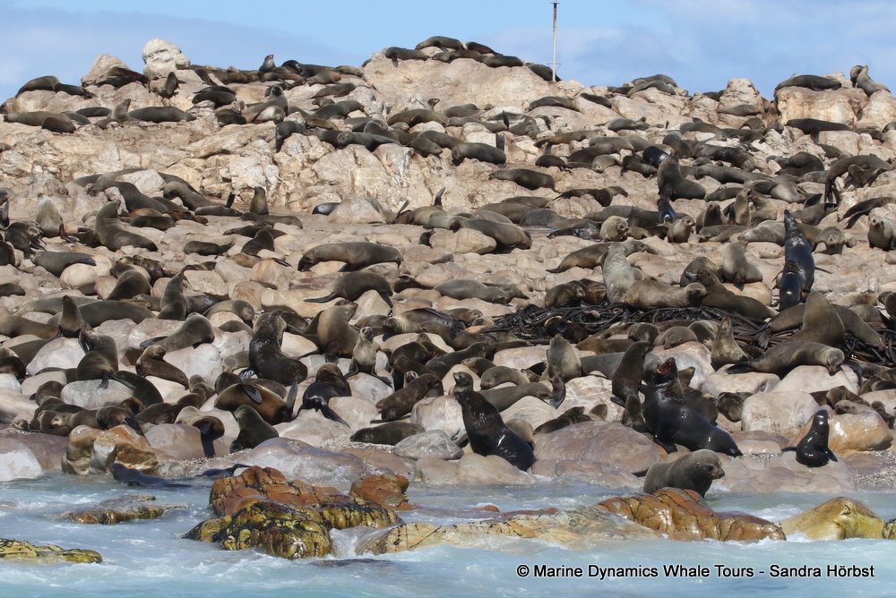 cape fur seal colony, whale watching, gansbaai, south africa,