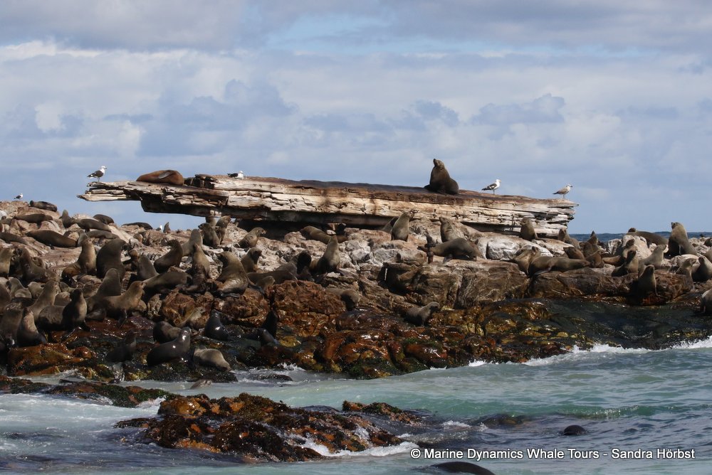 cape fur seal, whale watching, gansbaai, south africa