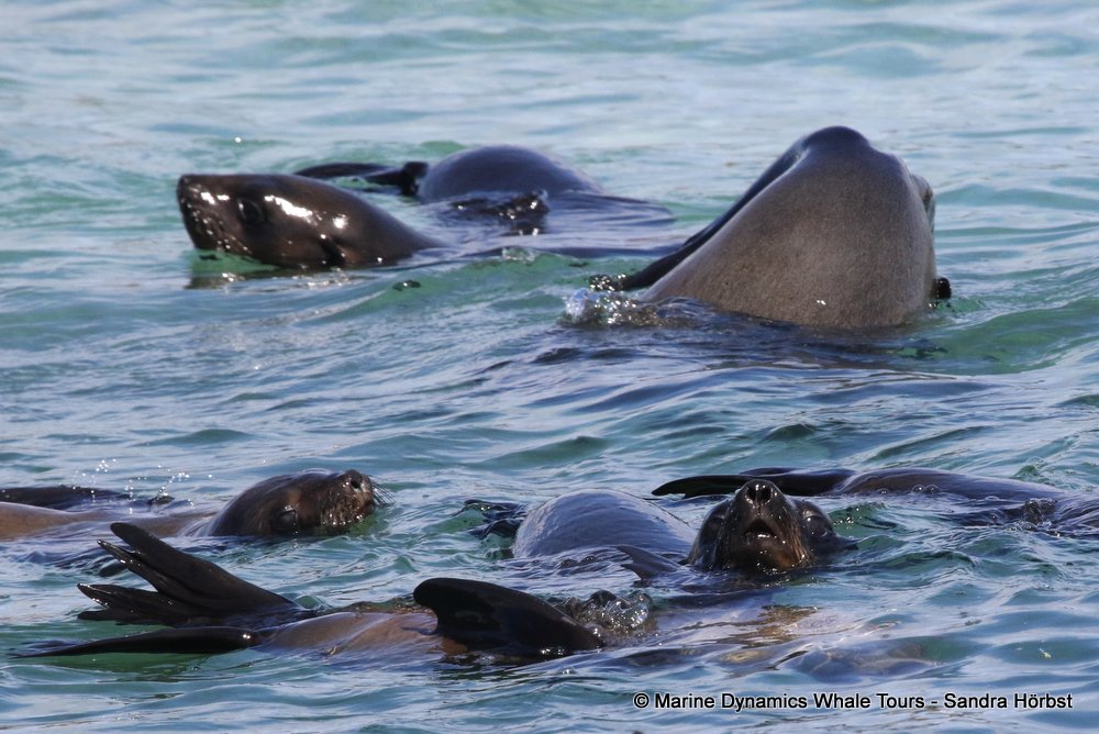 cape fur seal, whale watching, gansbaai, south africa