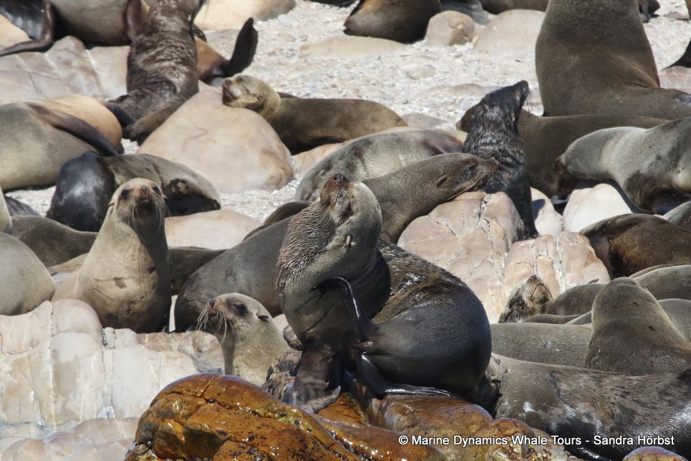 cape fur seal, whale watching, gansbaai, south africa