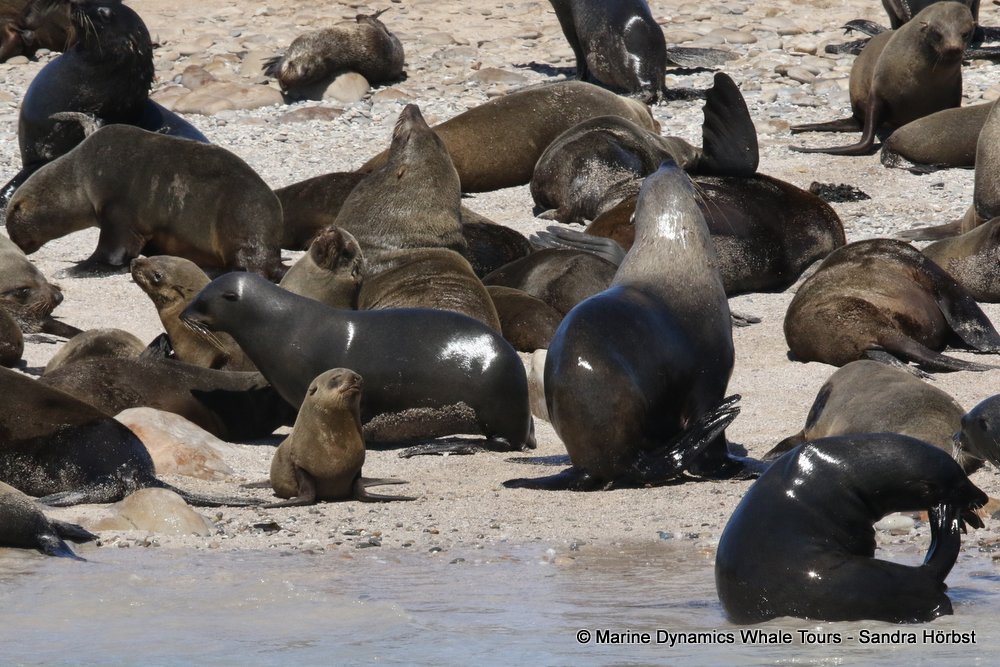 cape fur seal, whale watching, gansbaai, south africa