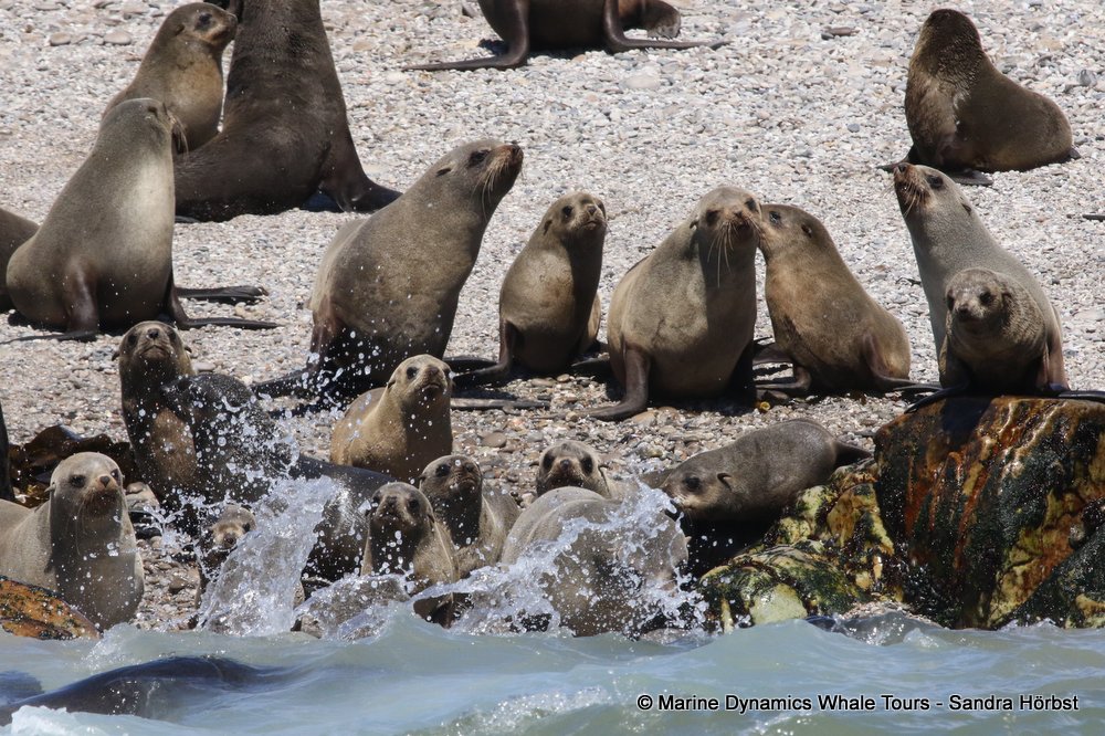 cape fur seal, whale watching, gansbaai, south africa