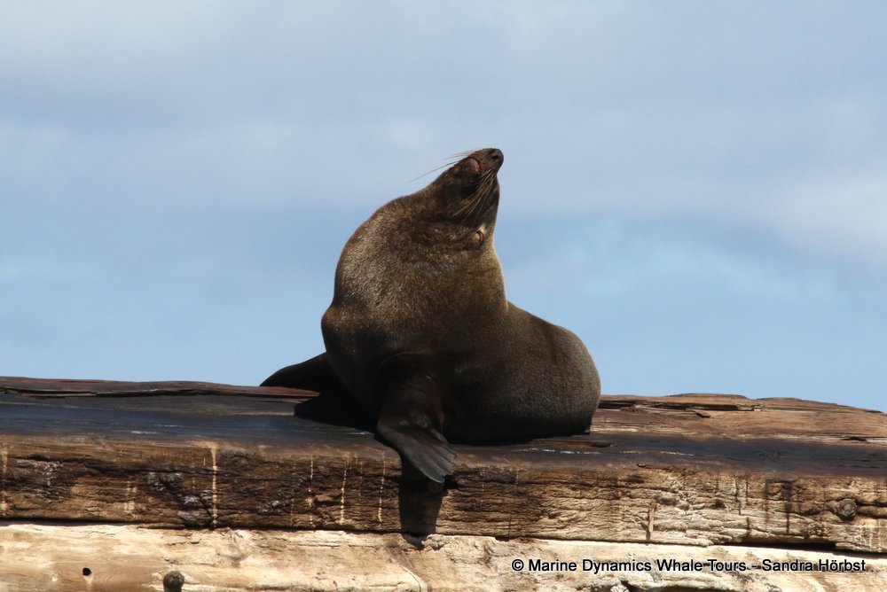 cape fur seal, whale watching, gansbaai, south africa
