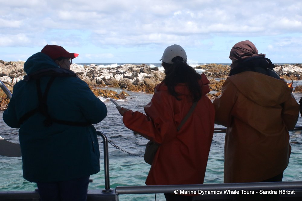people, whale watching, gansbaai, south africa,