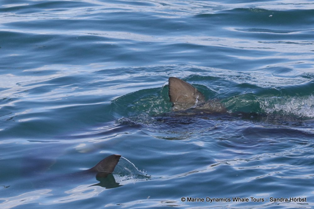 shark dorsal fin, whale watching, gansbaai, south africa,