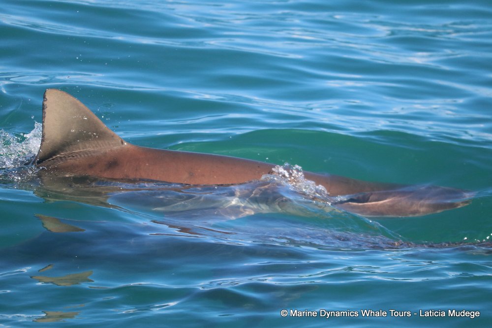 bronze whaler shark, whale watching, gansbaai, south africa,