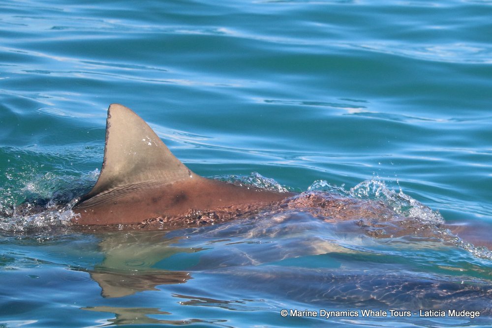 bronze whaler shark, whale watching, gansbaai, south africa,
